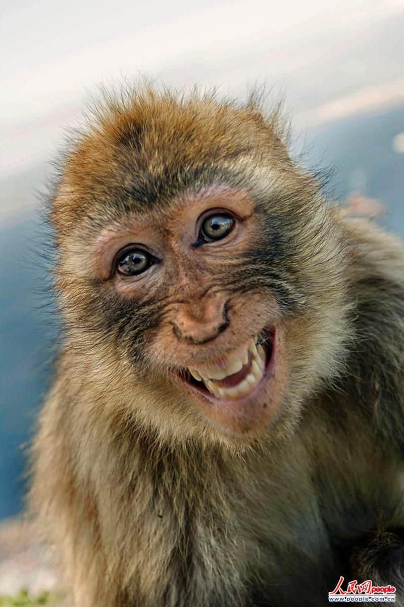 Deaths You’ll Go to Hell for Laughing At – Alexander of Greece, the King Killed by a Monkey