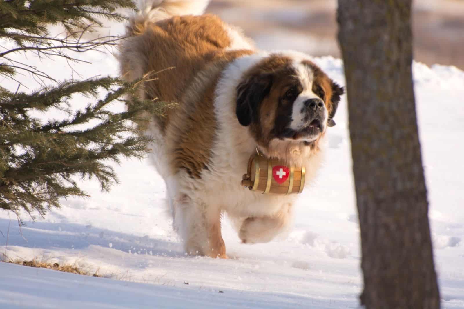 Myths and Realities – Saint Bernard Dogs Were Never Sent With Brandy Kegs on Their Necks to Rescue People in the Alps